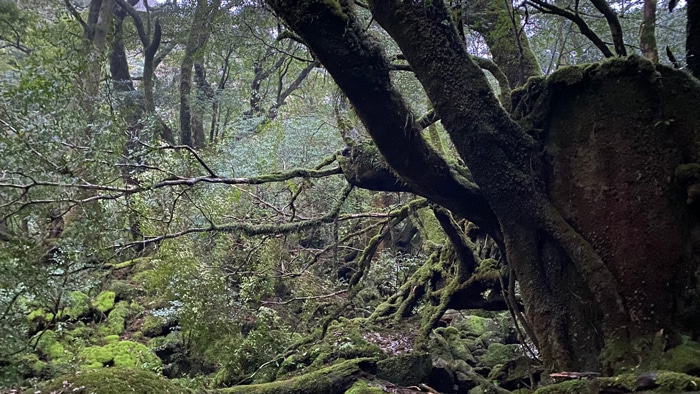 屋久島「白谷雲水峡から縄文杉」1日で回るルートを完全ガイド